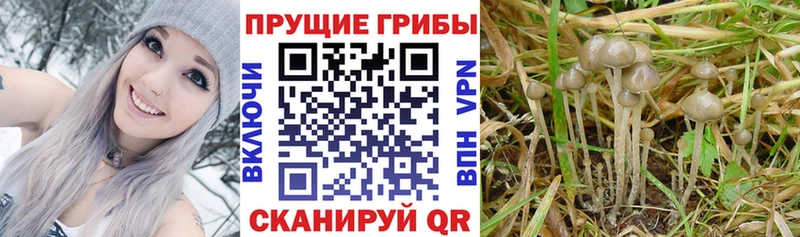 Псилоцибиновые грибы Psilocybine cubensis  дарнет шоп  Кировград 